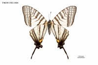 藏品(劍鳳蝶)的圖片